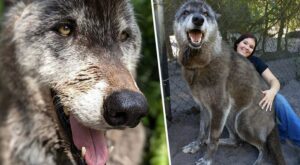 Гигантско куче-вълк, изоставено в приют за убийство, получава втори шанс