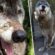 Гигантско куче-вълк, изоставено в приют за убийство, получава втори шанс