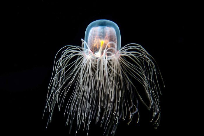 Супер сили: безсмъртна медуза